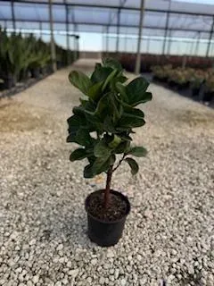 Small potted leafy tree in a greenhouse on a gravel floor
