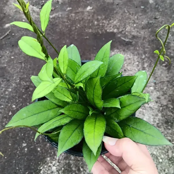 Hand holding a small potted green plant with bright leaves outdoors on concrete