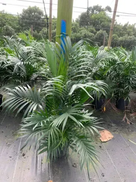 Lush potted palm plant with arching green fronds on a wet outdoor patio.