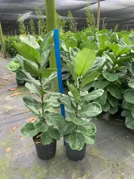 Potted fiddle-leaf fig plants in a nursery, with a blue support stake in the center.