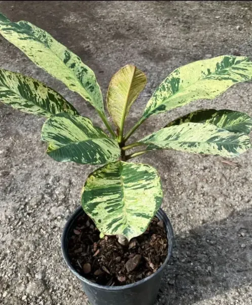 Potted variegated green-and-yellow plant on a concrete surface.