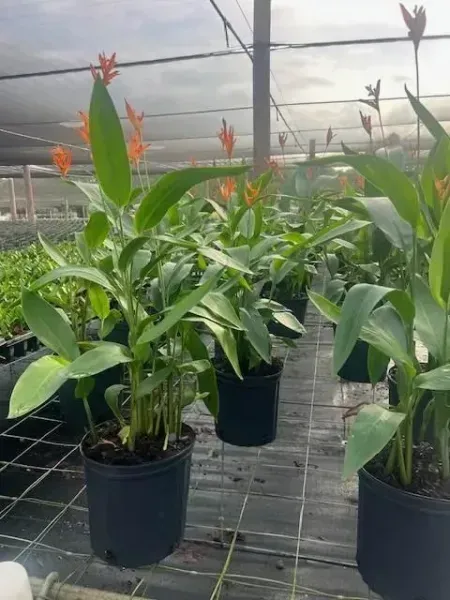 Potted tropical plants with orange flowers in a greenhouse nursery