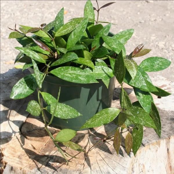 Potted green trailing plant with glossy leaves in a black container on a stone surface