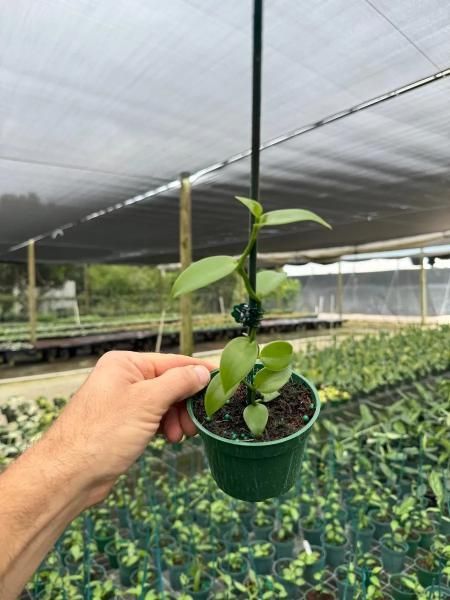 Hand holding a small potted seedling in a greenhouse nursery