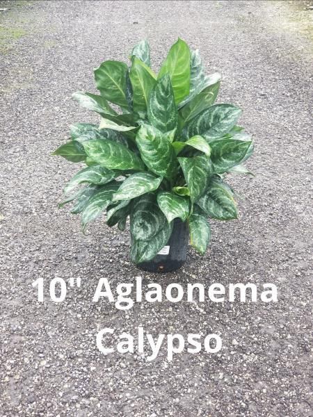 Potted green Aglaonema Calypso plant on a gray surface, labeled 10