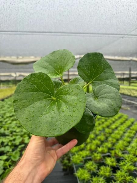 Hand holding a large green leafy plant in a greenhouse nursery