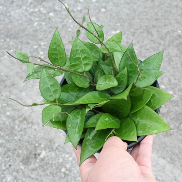 Hand holding a small potted plant with bright green leaves against a gray background