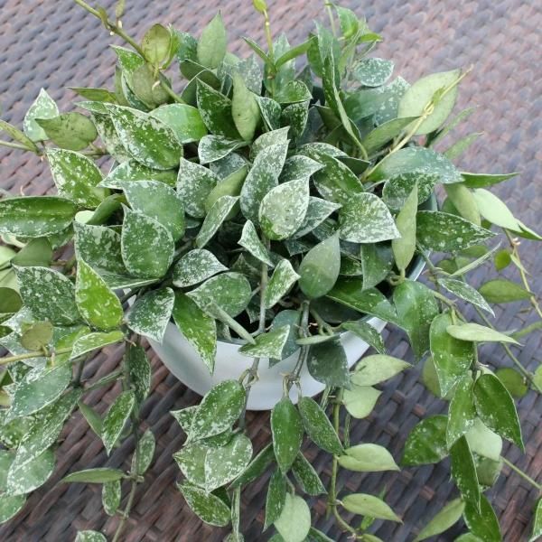 Potted variegated green houseplant with white-speckled leaves on a woven table outdoors