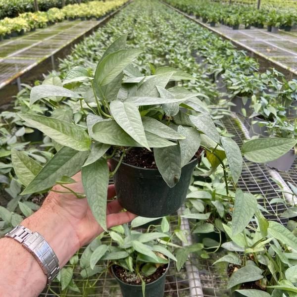 Hand holding a potted green plant in a greenhouse nursery aisle
