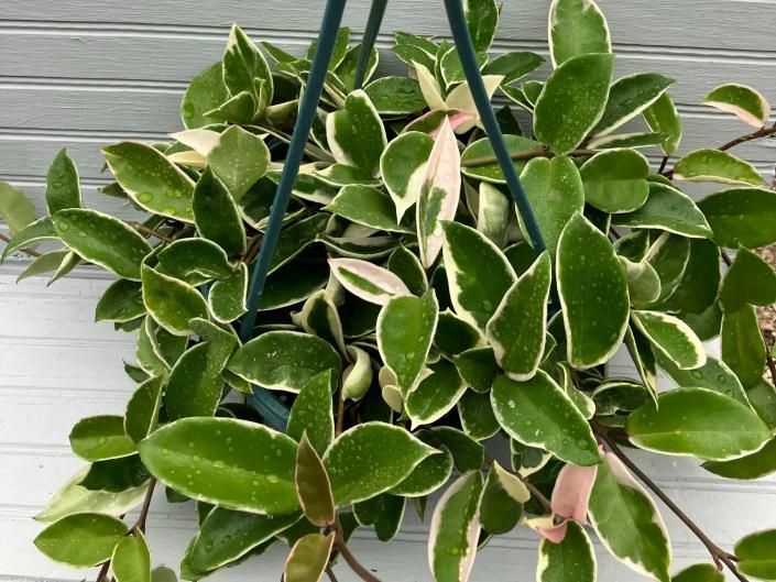 Hanging variegated green-and-cream plant in a basket against a gray wall