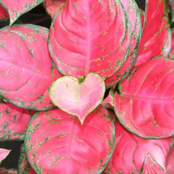 Pink and green tropical leaves with a small heart-shaped leaf cluster in the center