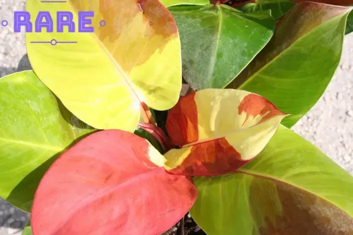 Colorful variegated plant leaves in yellow, green, red, and pink, with a “RARE” watermark