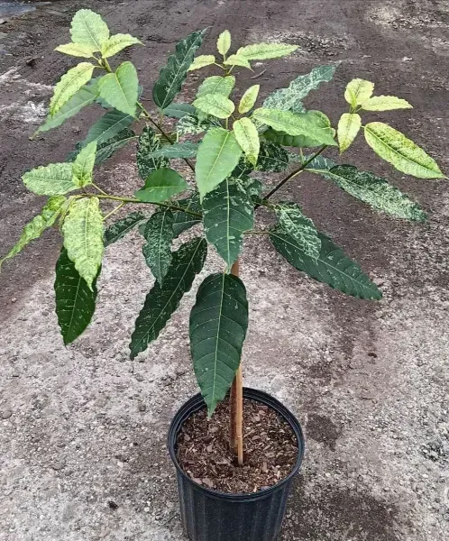 Potted young tree with green and yellow variegated leaves on a dirt surface.