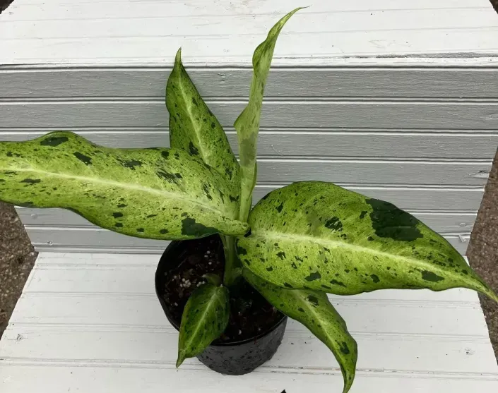 Potted variegated green plant with black-speckled leaves on a white wooden surface