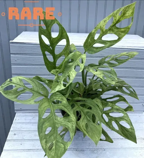 Potted green Swiss cheese vine with perforated leaves on a light gray bench