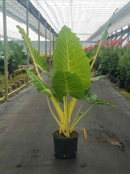 Large green potted tropical plant in a greenhouse nursery aisle