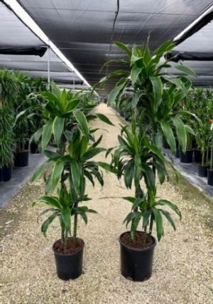 Potted tropical plants in a greenhouse nursery aisle