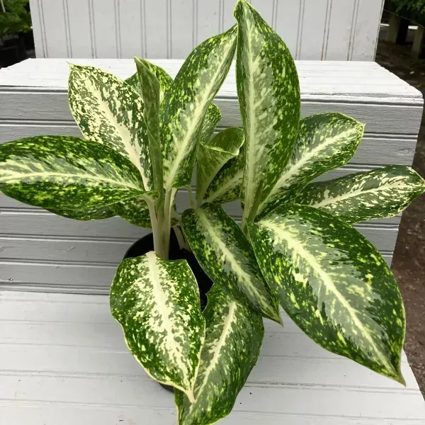 Variegated green houseplant in a pot on stacked white boards