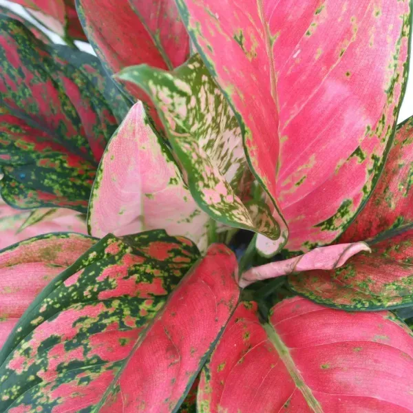 Close-up of pink and green variegated leaves on a tropical plant