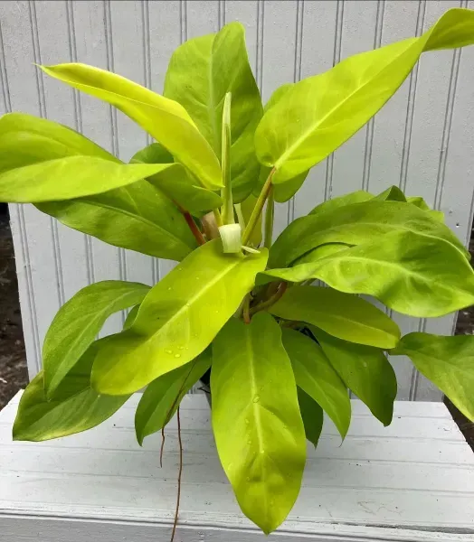Bright green potted plant with broad leaves against a gray wooden fence