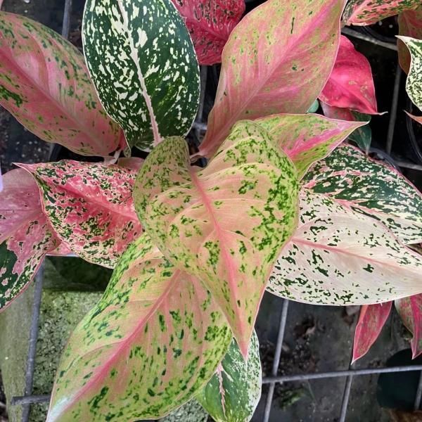Variegated pink, green, and white aglaonema leaves in a close-up plant display.
