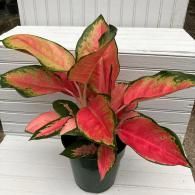 Potted aglaonema with pink, red, and green leaves on a white surface