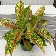 Variegated green and red potted houseplant with long pointed leaves on a white surface