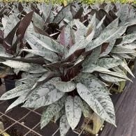 Large variegated green-and-silver tropical plant in a pot on a nursery bench