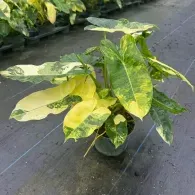Potted variegated green and yellow plant on a black ground cover mat