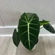 Dark green potted plant with large veined leaves against a light wall and floor