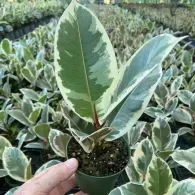 Hand holding a variegated rubber plant in a nursery, with rows of similar plants behind it