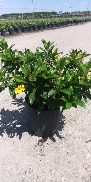 Potted green flowering plant with yellow blooms in a nursery outdoor setting
