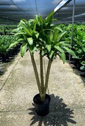 Potted dracaena plant in a greenhouse with rows of nursery plants in the background