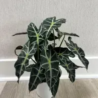 Dark green potted tropical plant with white-veined leaves on a light floor against a wall