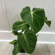 Large green tropical potted plant with heart-shaped leaves against a light wall
