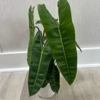Potted green leafy plant against a light wall and floor