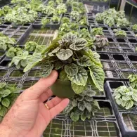 Hand holding a small green-and-silver variegated plant among rows of potted plants in a nursery