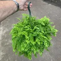 Hand holding a hanging pot of lush green fern on a concrete surface