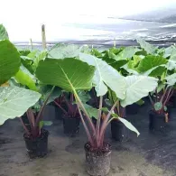 Large green taro plants growing in black nursery pots inside a greenhouse