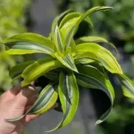 Close-up of a variegated green and yellow houseplant held in a hand outdoors