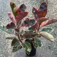 Variegated rubber plant with pink, green, and cream leaves in a black pot on a gray surface