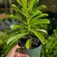 Hand holding a small potted green plant with glossy leaves against a blurred garden background