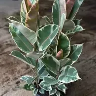 Variegated green-and-cream potted plant growing in soil
