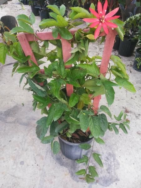 Potted green plant with red ribbons and a pink star-shaped flower outdoors