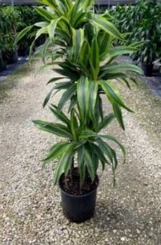 Tall potted dracaena plant with green and yellow leaves in a gravel nursery aisle