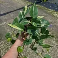 Hand holding a leafy green vine cutting with variegated leaves outdoors on a paved surface