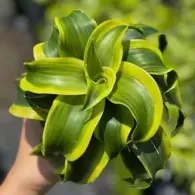 Close-up of a hand holding a vibrant green, curly-leafed plant against a blurred outdoor background