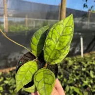 Hand holding young green seedlings with dark veined leaves in a greenhouse nursery