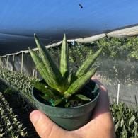 Small green succulent in a pot held in a hand inside a shaded greenhouse