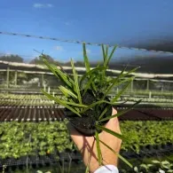 Hand holding a small potted green plant in a nursery with rows of seedlings in the background